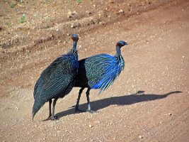 Peahen