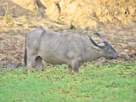Water Buffelo